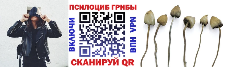 Купить где  Данилов  Галлюциногенные грибы Psilocybine cubensis 